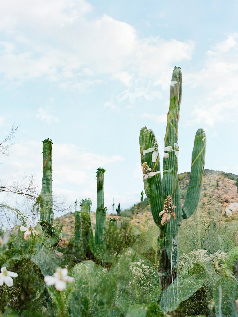 Saguaro Sky Double Exposure Cactus and Flowers 8x10 Art Print