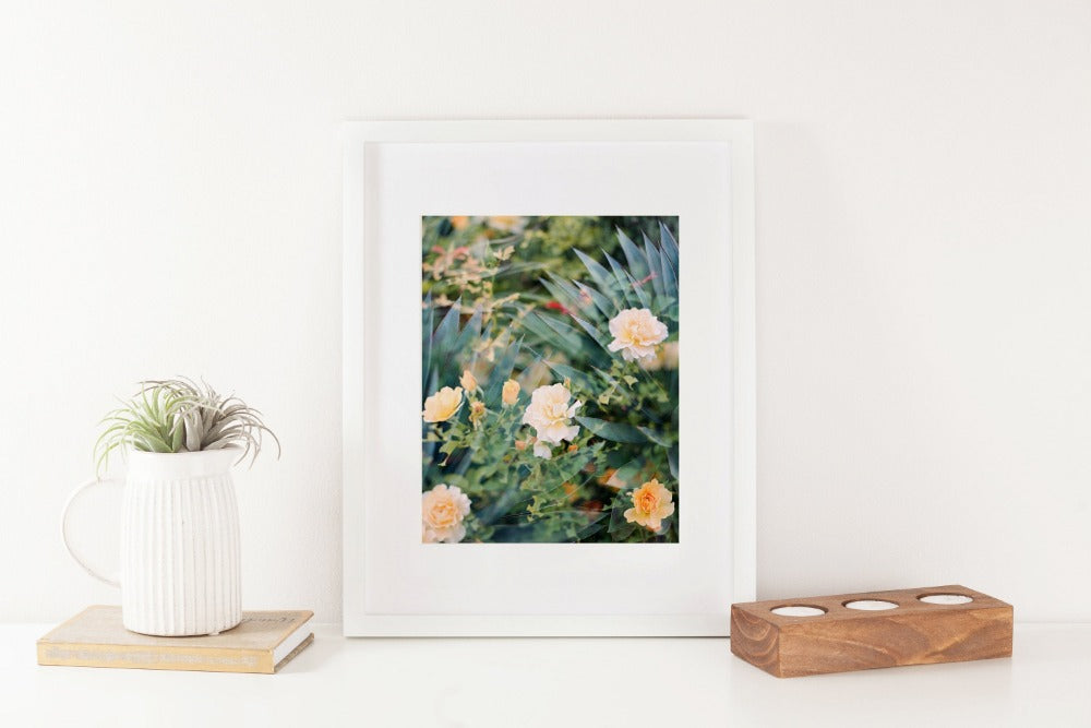 Winter Sun Double Exposure Cactus Flowers 8x10 Art Print