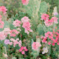 Pink Haze Double Exposure Cactus Flowers 8x10 Art Print