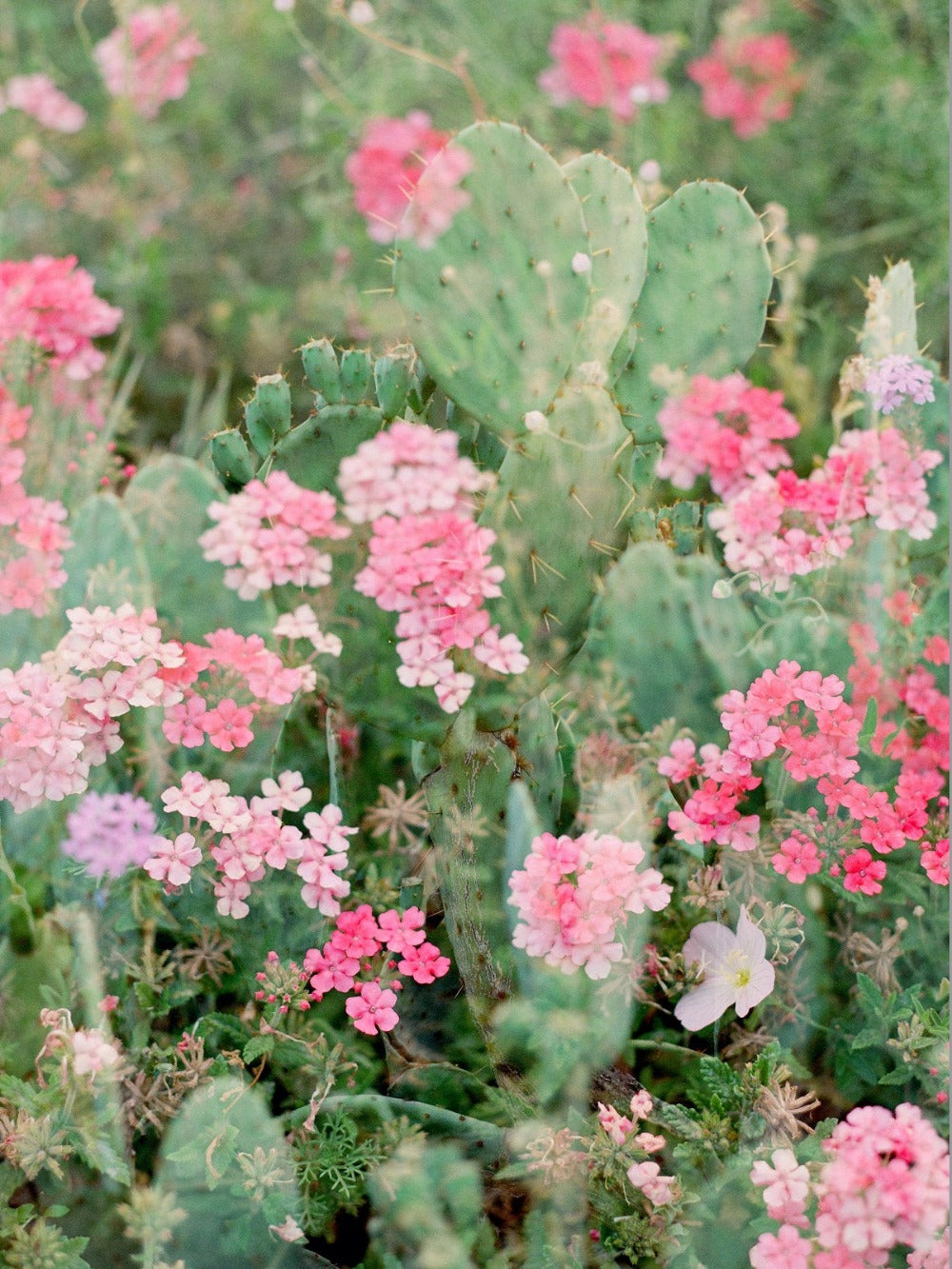 Pink Haze Double Exposure Cactus Flowers 8x10 Art Print